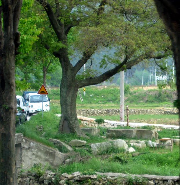 당산나무